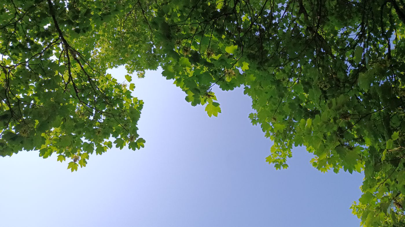 Sieste sous les arbres