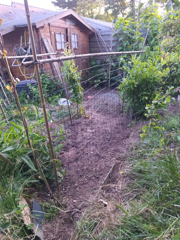 La plange dégagé avec des plantation tardives de haricots, petits pois et fleurs comestibles