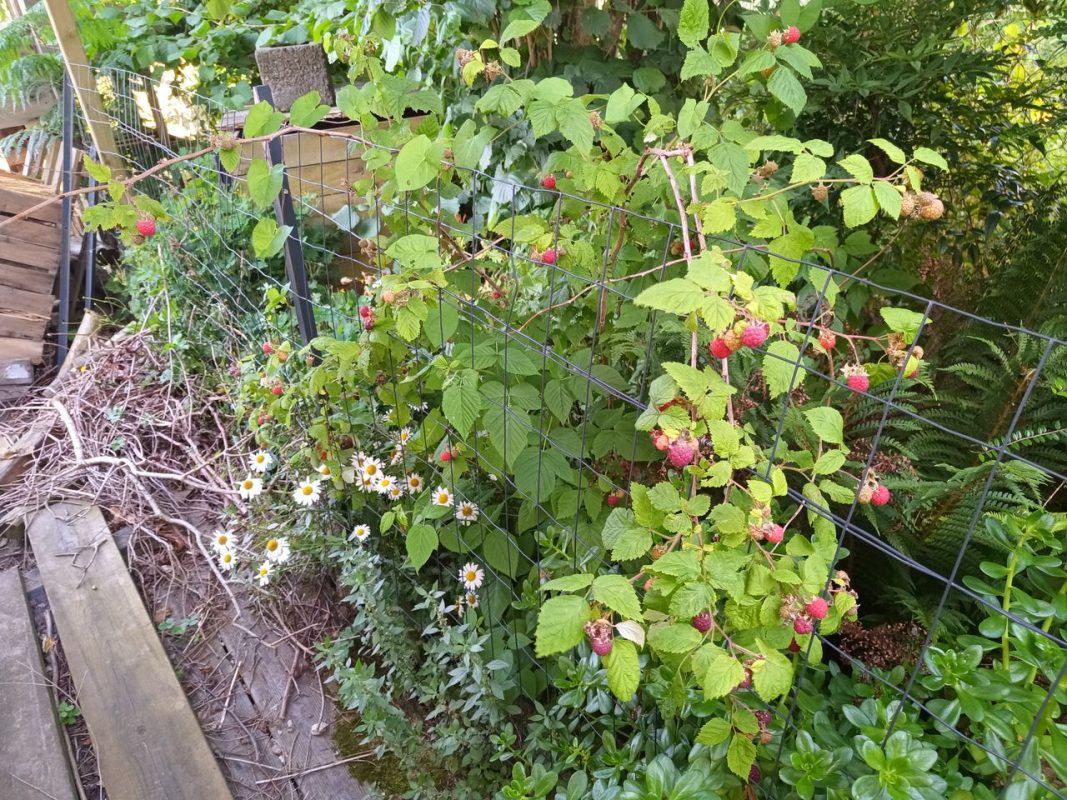 Les framboises