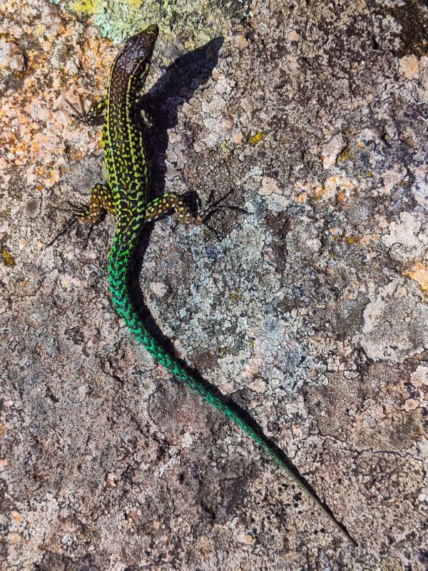 Lézard
