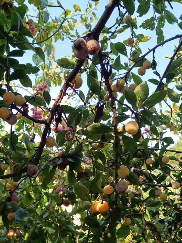 Encore plein de mirabelles terriblement sucrés