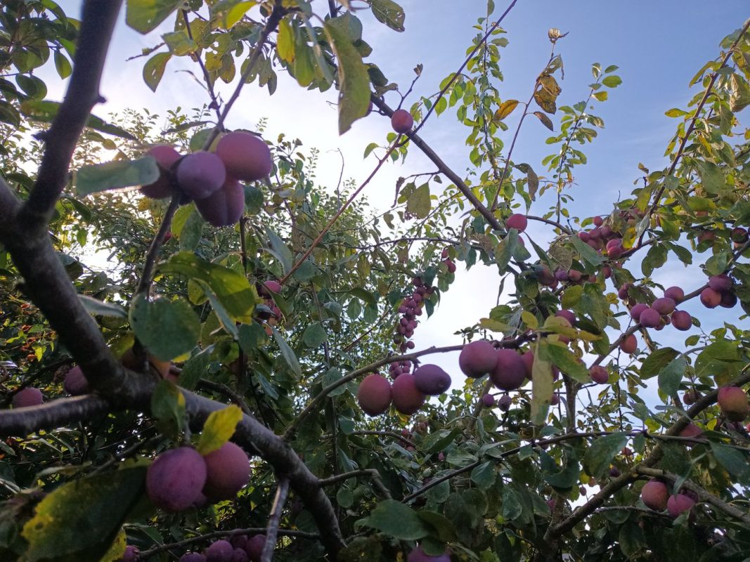 Les prunes par centaines