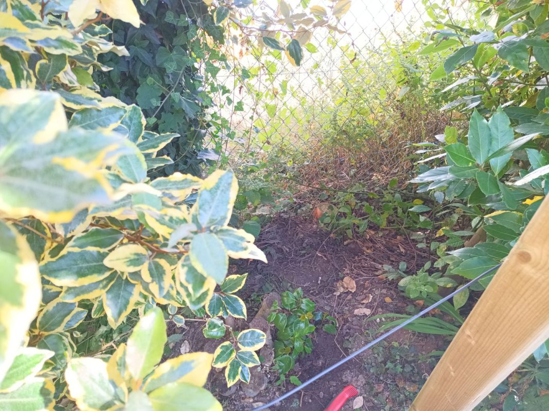 Récupération d'une bouture de Camélia pour mettre dans la haie