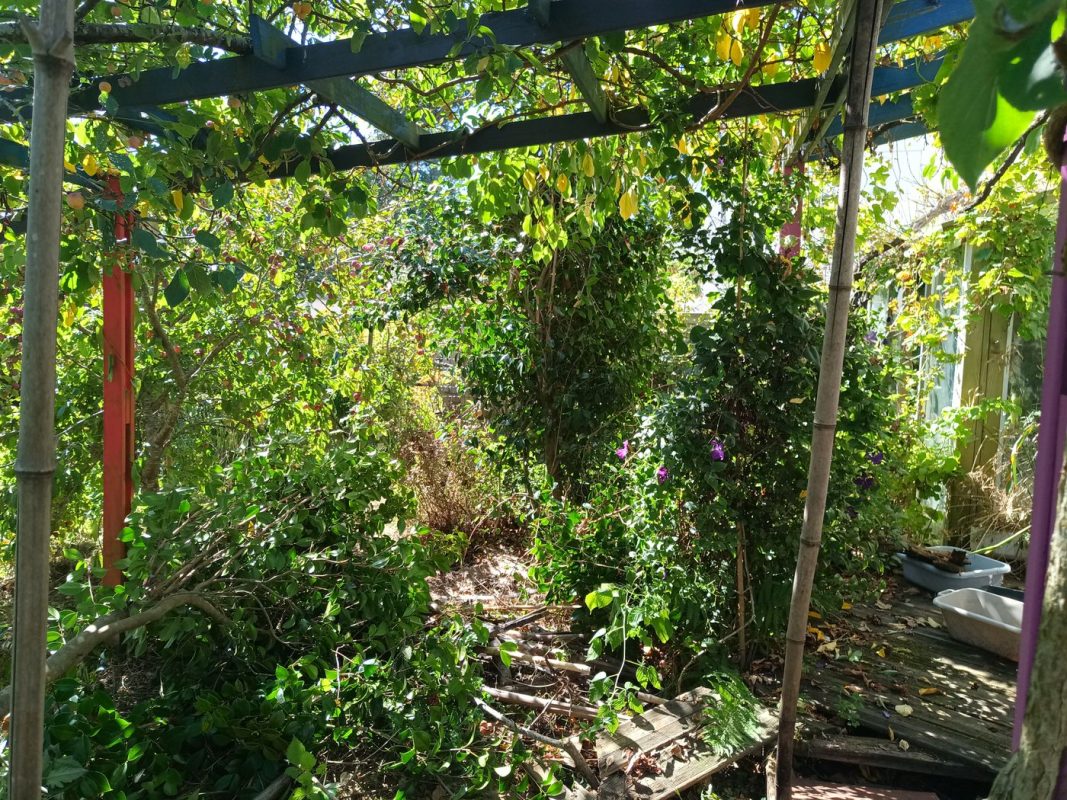 Je coupe le camélia du milieux du jardin, le seul plant qui reste de l'achat en 2009