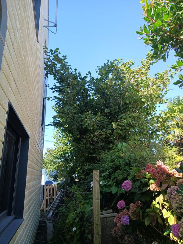 Les noisetiers ne forme plus une haie mais une forêt !