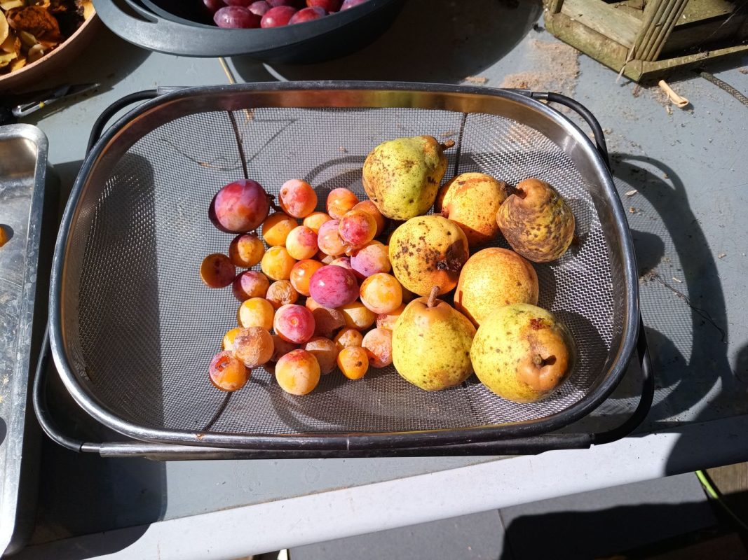 Encore des fruit, dont des belle poires