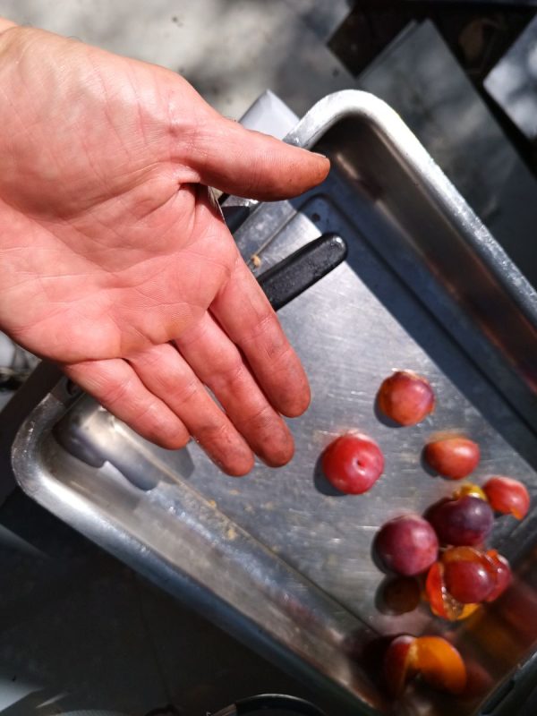 Mes mains sont toute jaune !