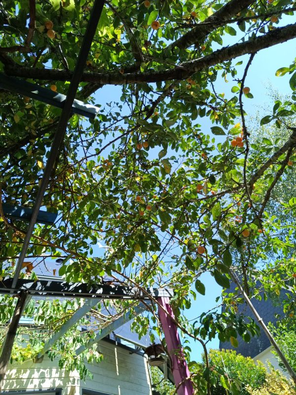 Les mirabelles me tombe dessus durant la sieste !