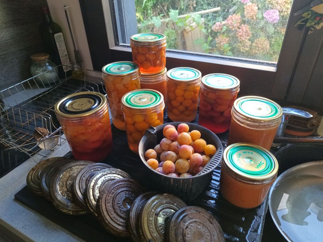 Les pots refroidissent, et déjà de nouvelle récolte !