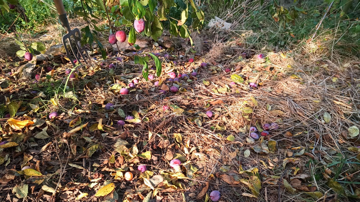 Petit jeux : combien de Prunes au milieux des feuilles ?
