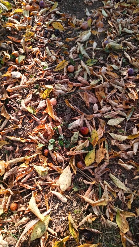 plus dur : combien de mirabelles ?