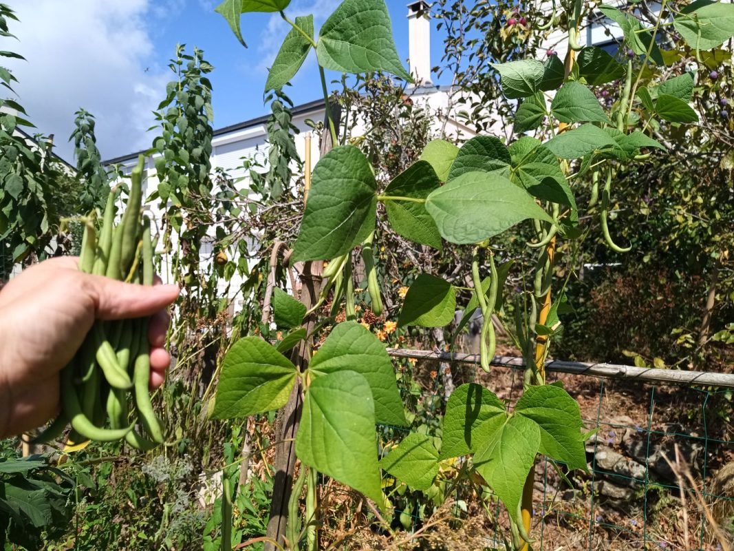 Cueillette de haricots verts