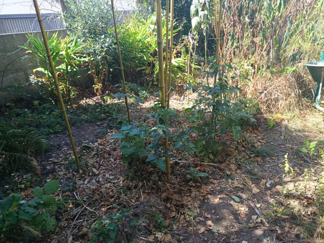 Les tomates du jardin sont en retard, mais en pleine forme