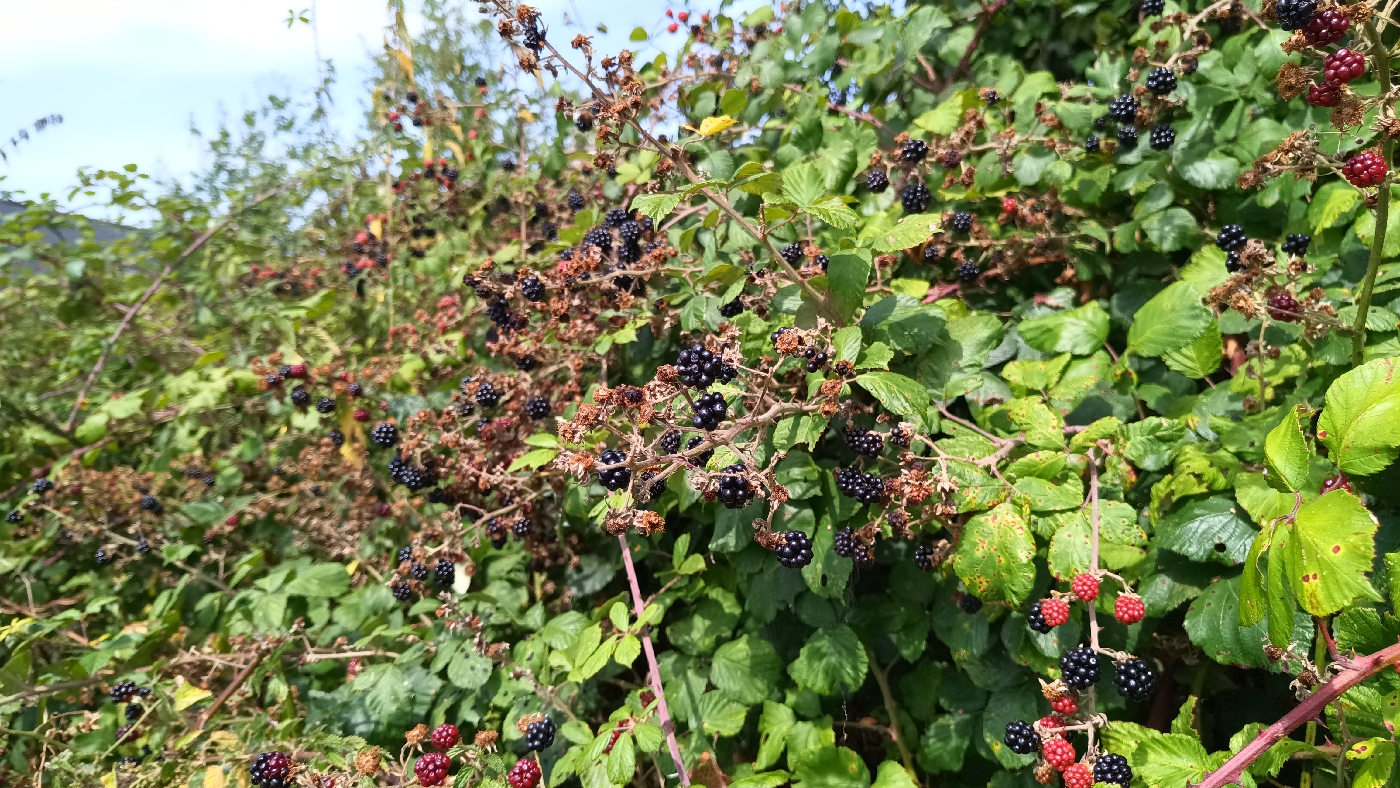 murs dans le champs à coté de la maison