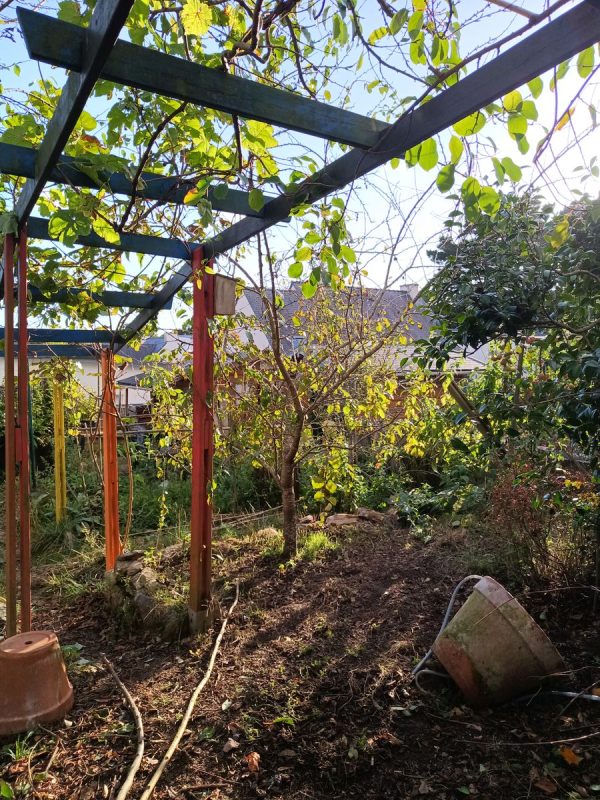 Taille des prunier, ca fait de la lumière