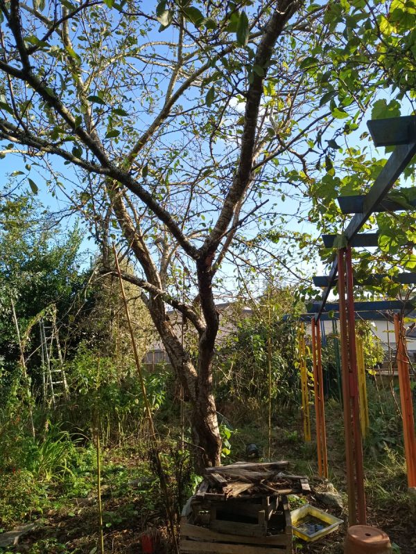 Lui il monte toujours, et deviens majestueux