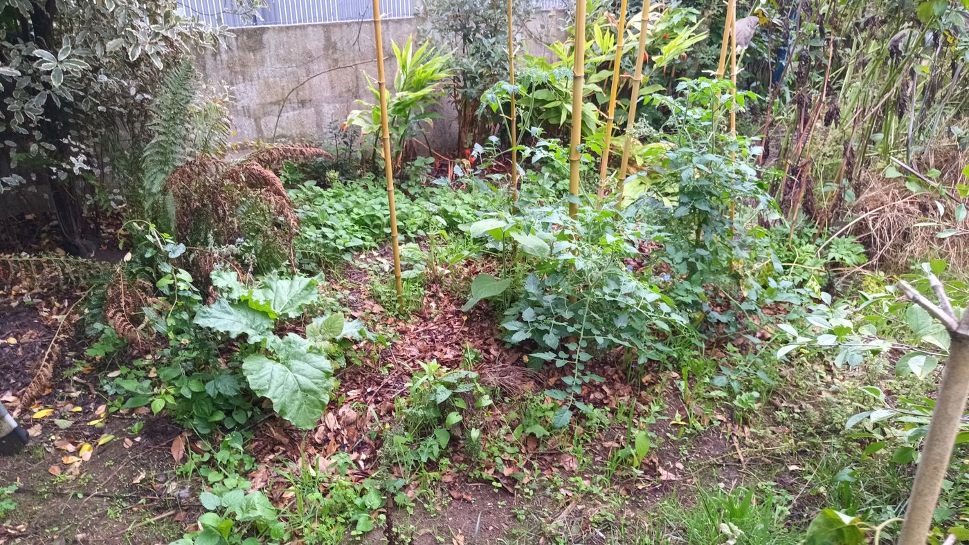 Les tomates et la rubarbe sont bien partis