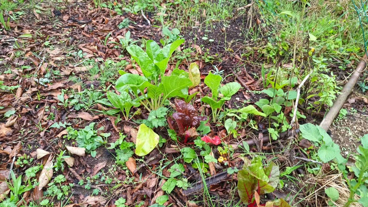 Chouette, les blettes qui avait disparu avec la poule reviennent 