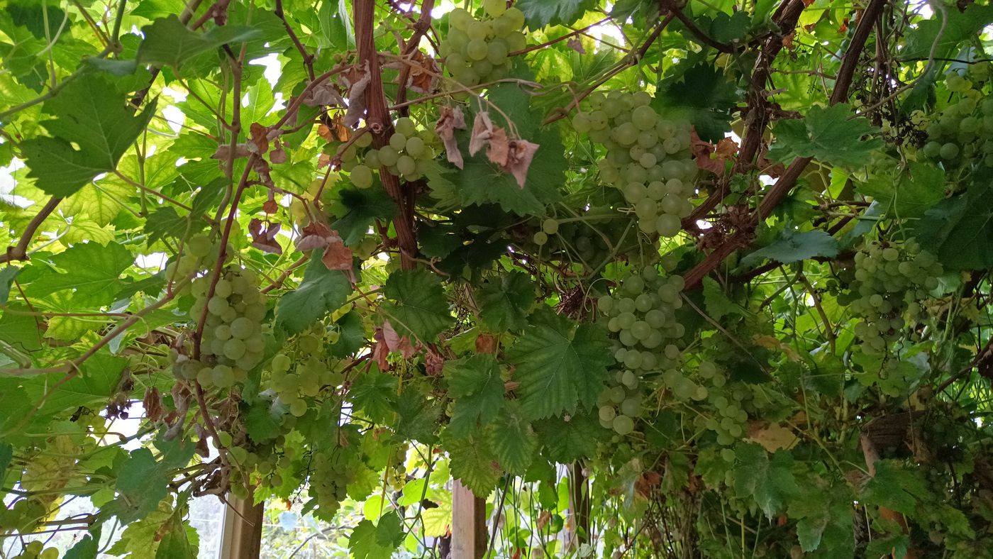 Chouette, plein de raisin