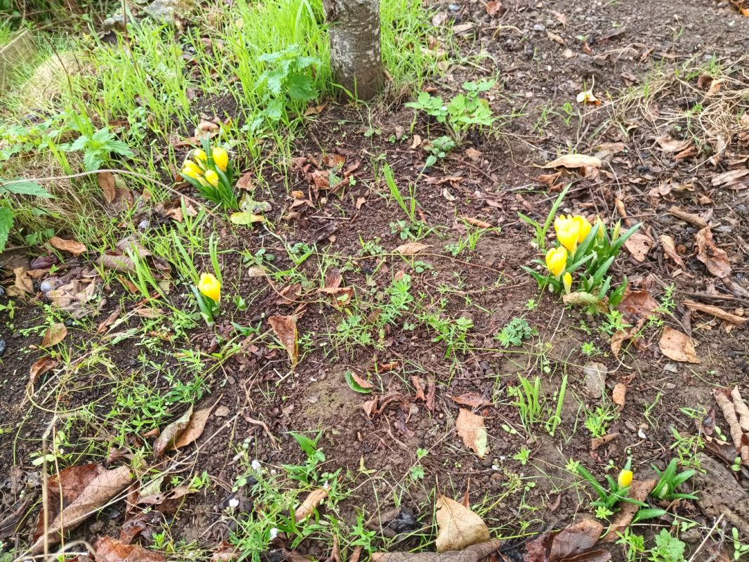 Des crocus !