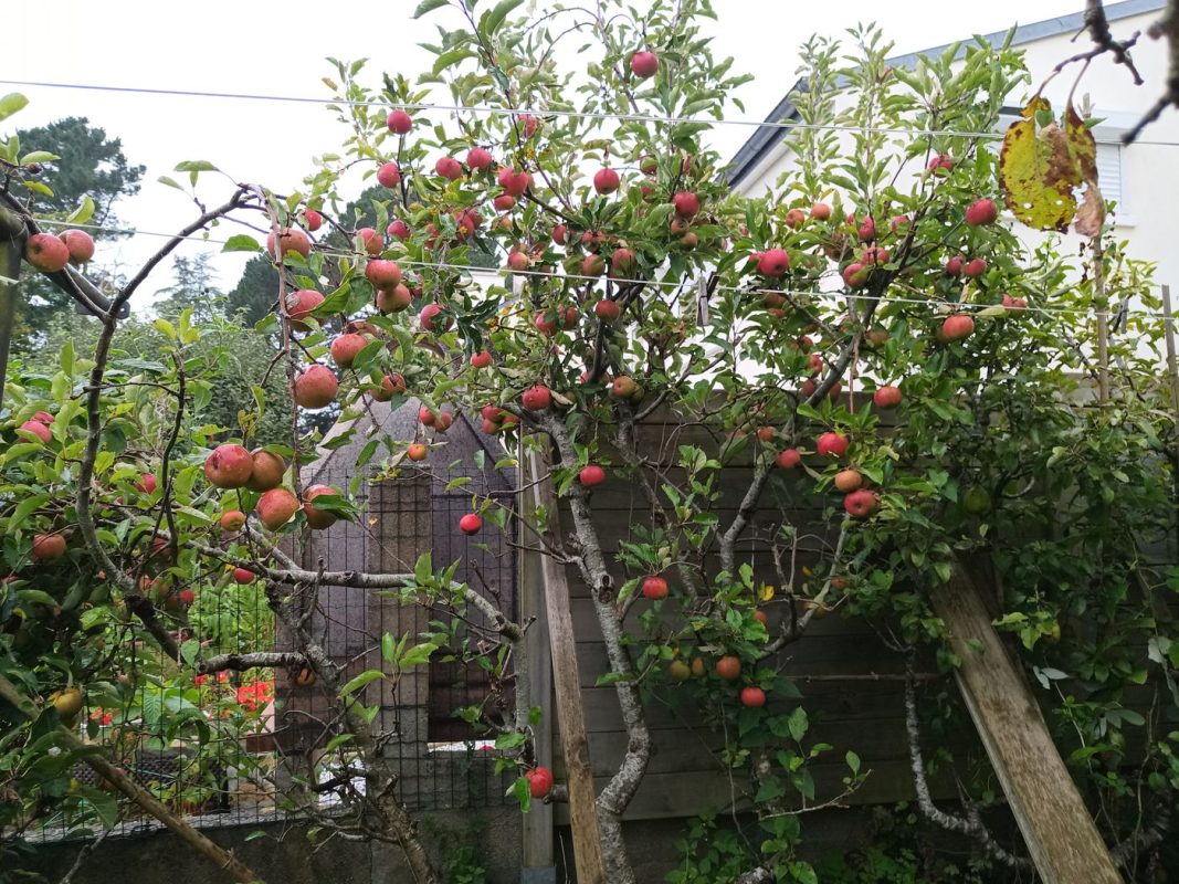 Jamais vu autant de pommes bien rouges !