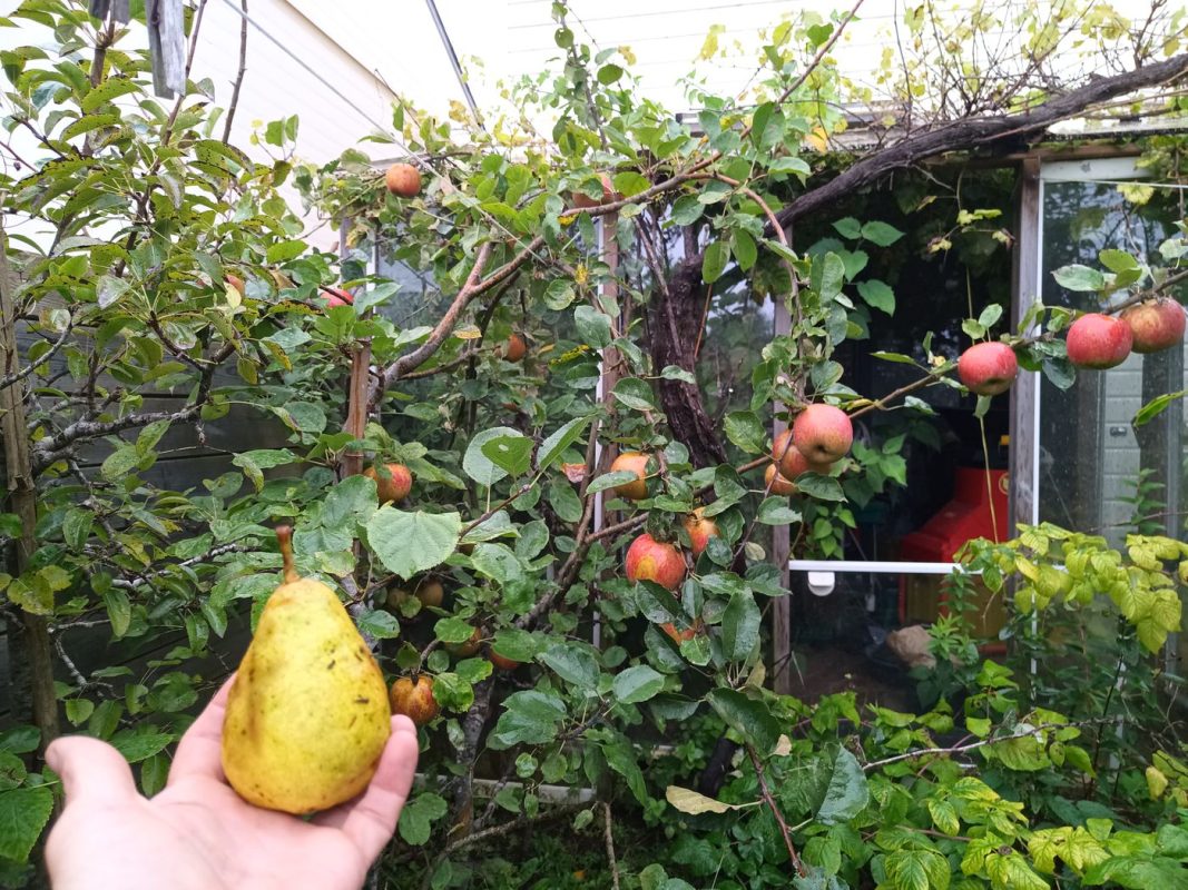 Poires, et des énormes pommes anciennes