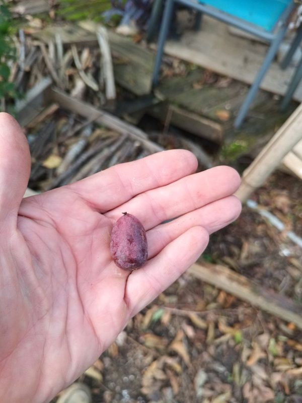 Ho, un kiwaï, c'est bon, y compris la peau