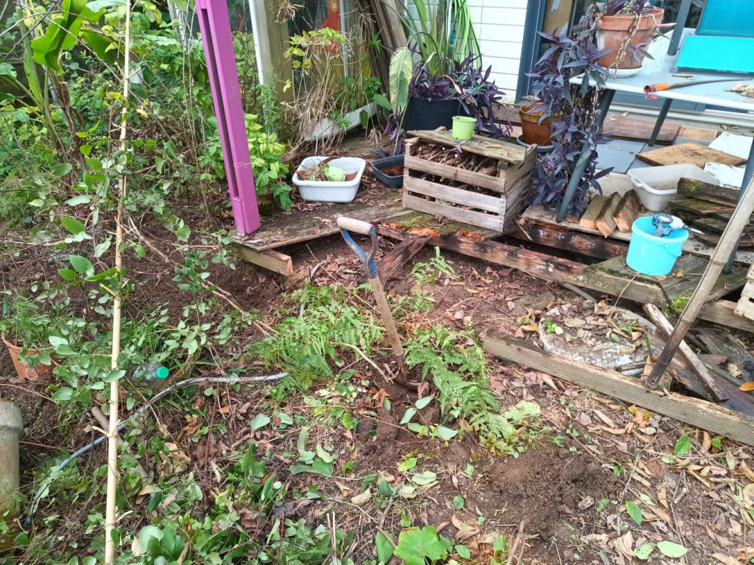 Déplacement de la clématite