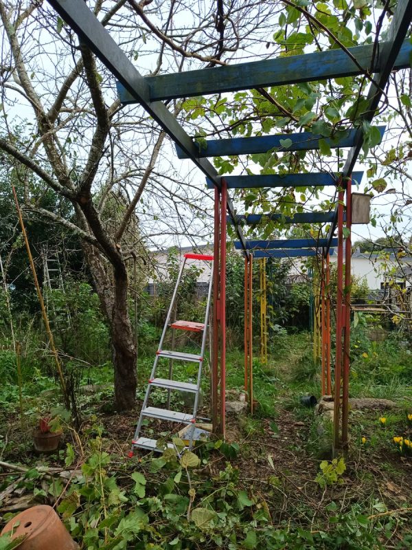 Tailles des grimpants (kiwi, vigne...) et du prunier