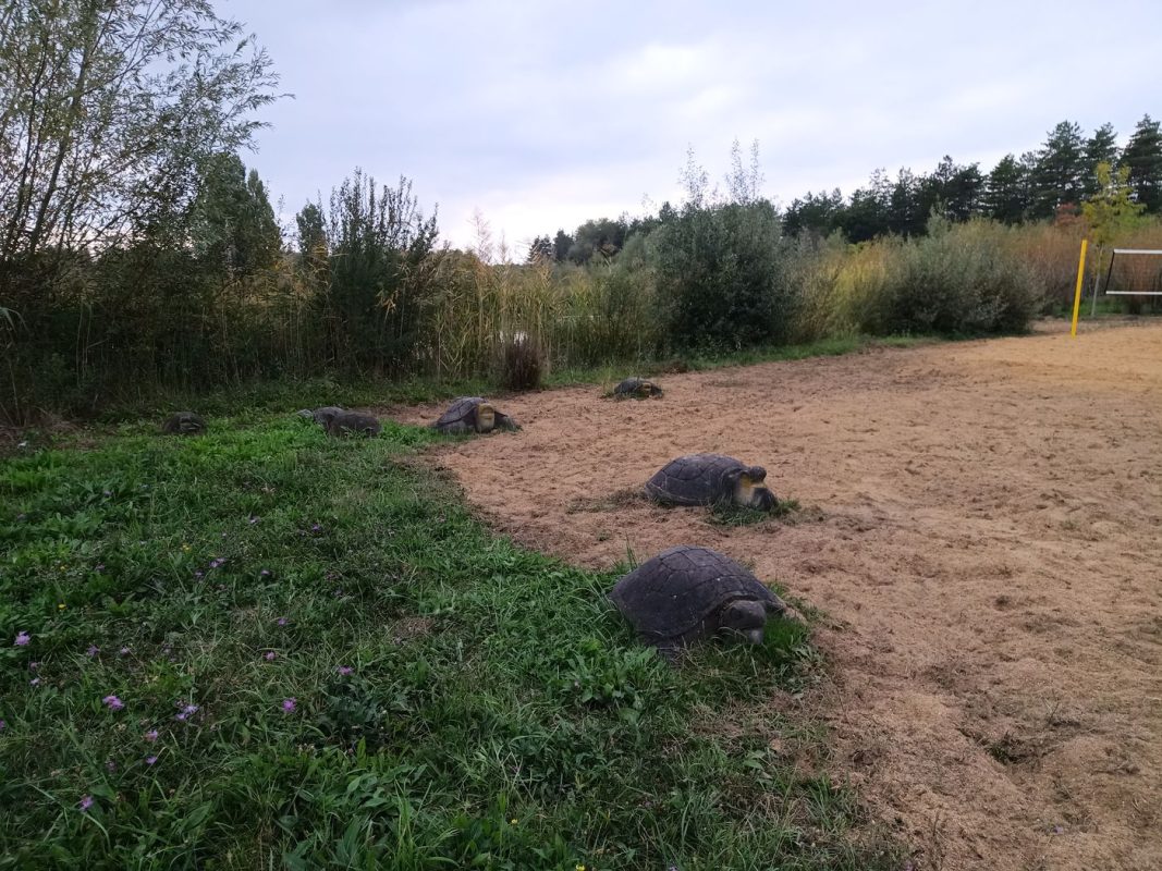 Tiens, des tortues en ciment !