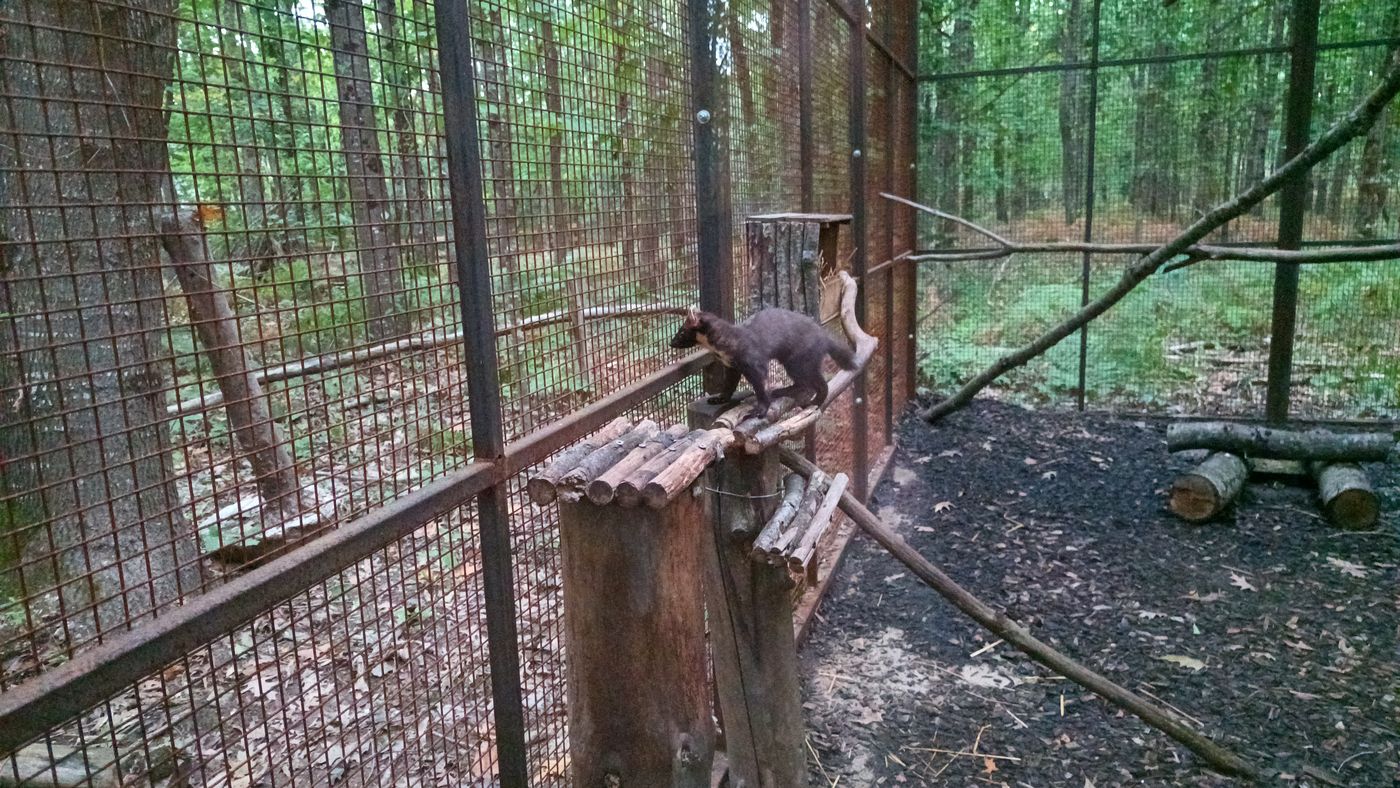 Fouine à l'étroit dans sa cage