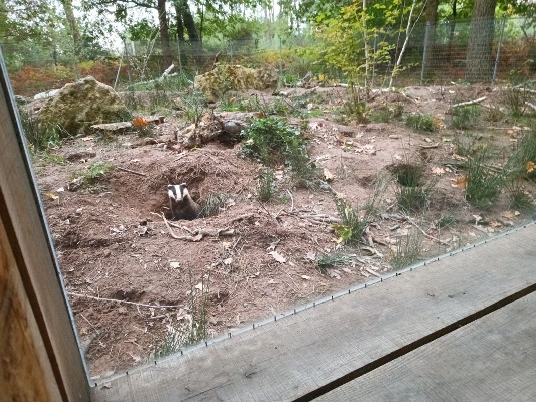 Blaireaux dans un terrier dans son enclot