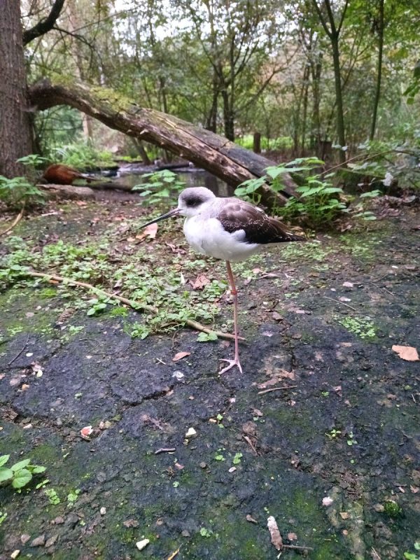 Une échasse blanche