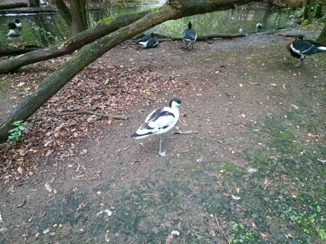Une avocette élégante
