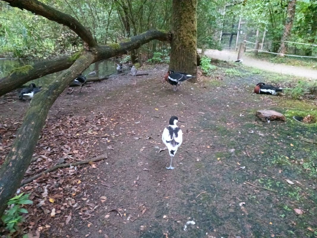 Avocette élégante et Bernaches à col roux