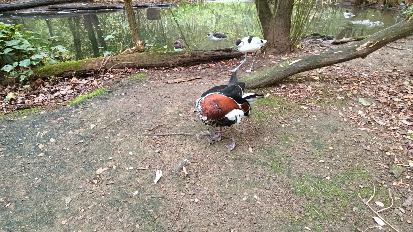 Bernache à col roux