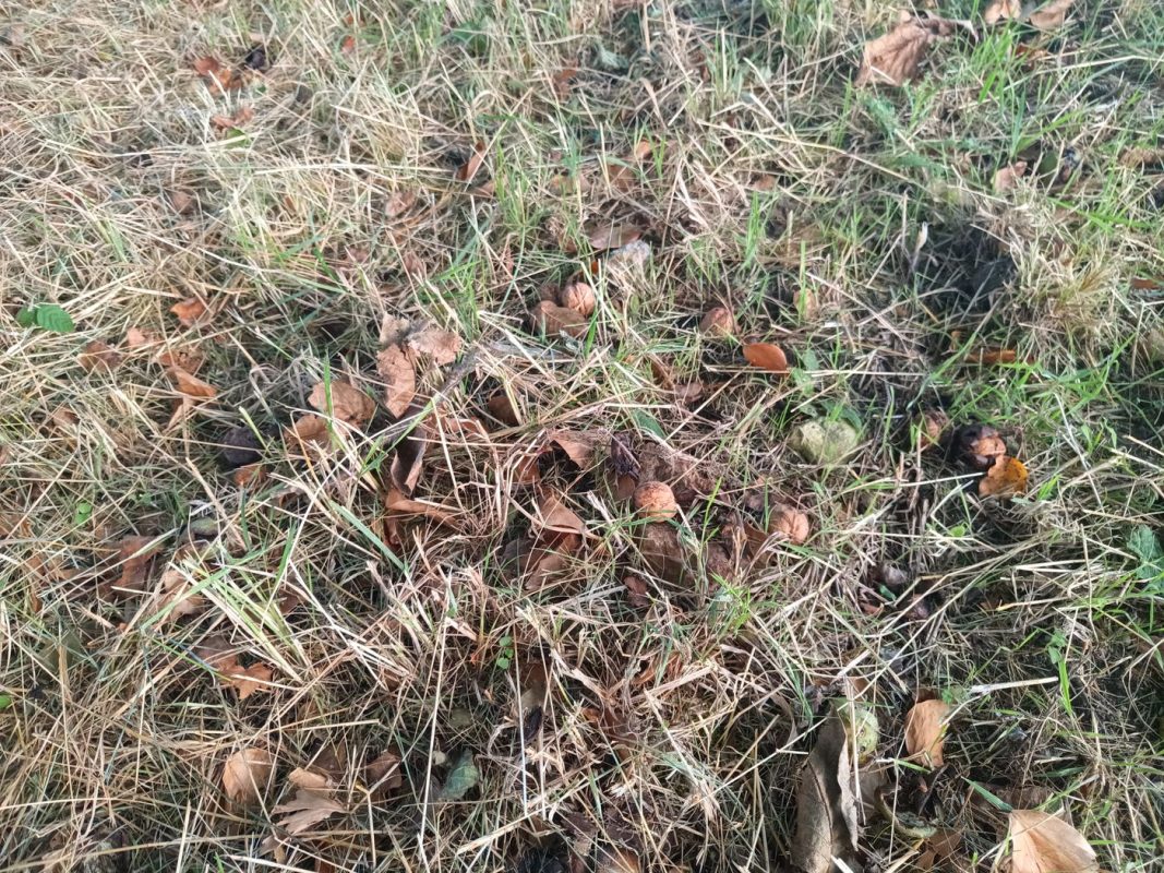 Collecte des noix repéré le matin