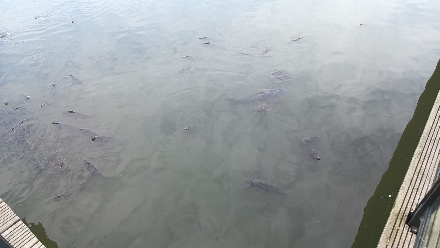 Poisson affamé (et domestiqué surtout)