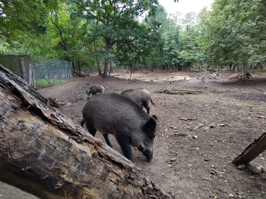 Sanglier : mieux vaux les voir là qu'en pleine nuit sur un chemin !