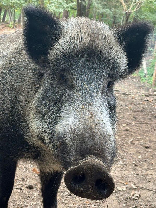 Sanglier de (très prés)