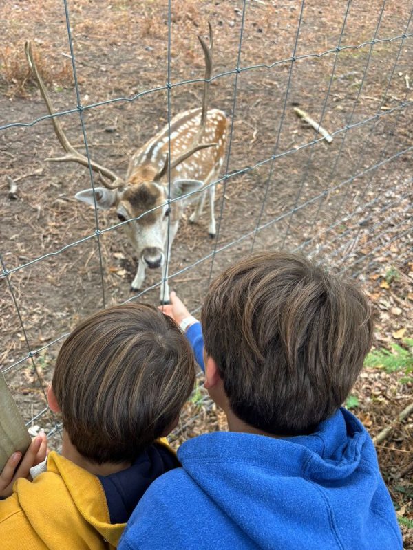 On peu observer les daims de prés