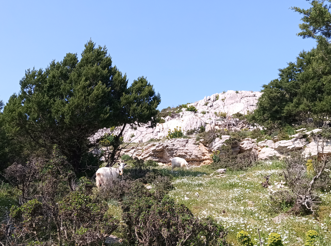 Mais alors y'a des chèvres des 2 coté des portes ?