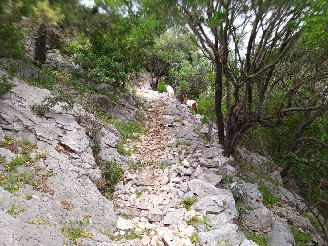 Chivre sur le sentier