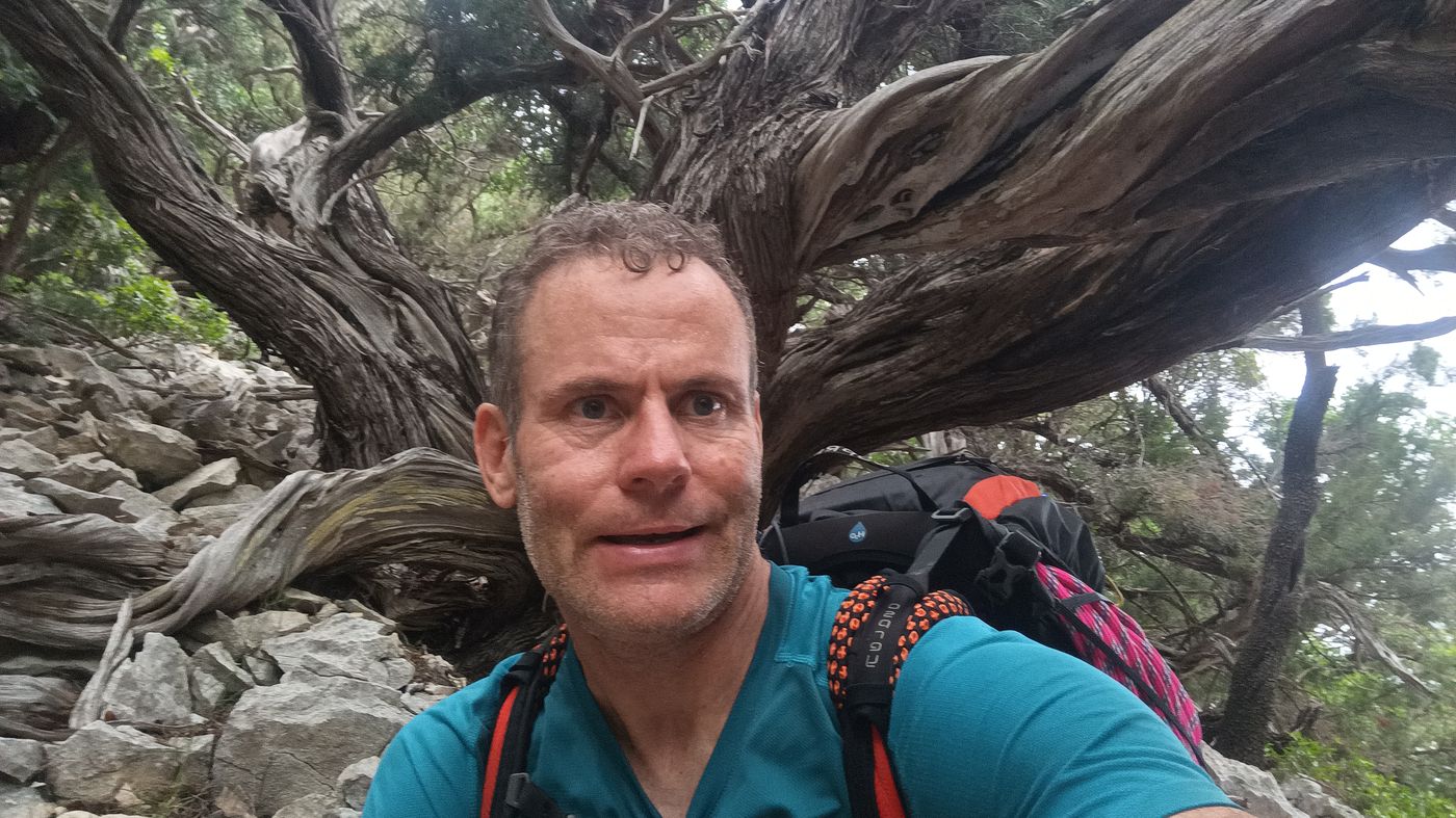 Chouette les branches de genévrier