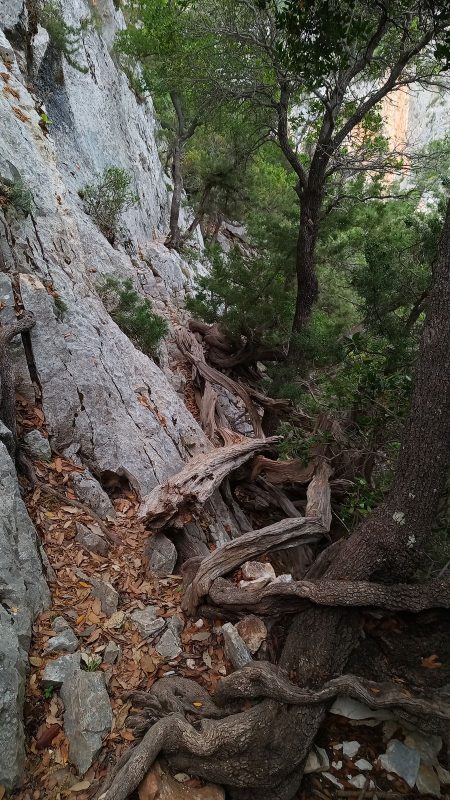 Quelques passages sur des branches de genévrier en guise de pont