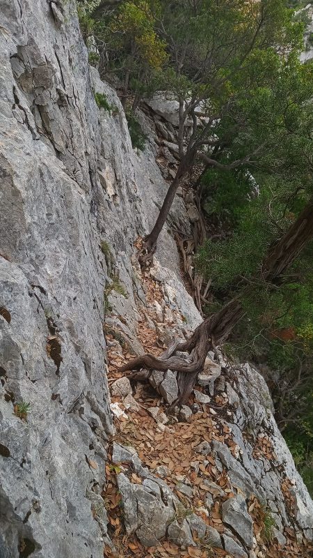 Heu, le sentier, il n'est plus très net là ! mais si, regarde en bas, y'a 4 branches qui montre la suite !
