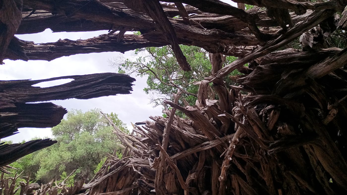 Chouette ces fortification en Genévrier
