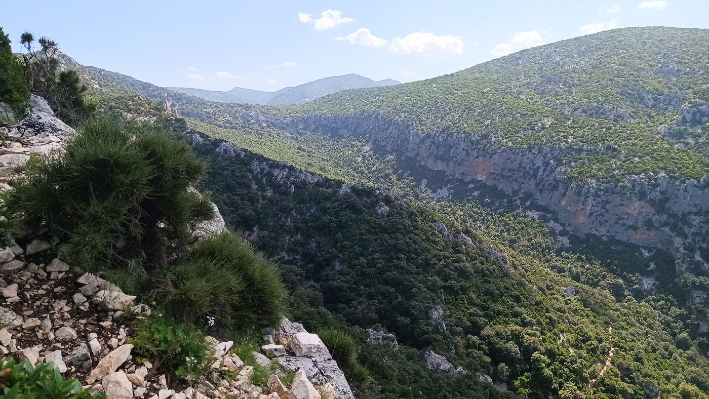 Vers l'intérieur, tout boisé