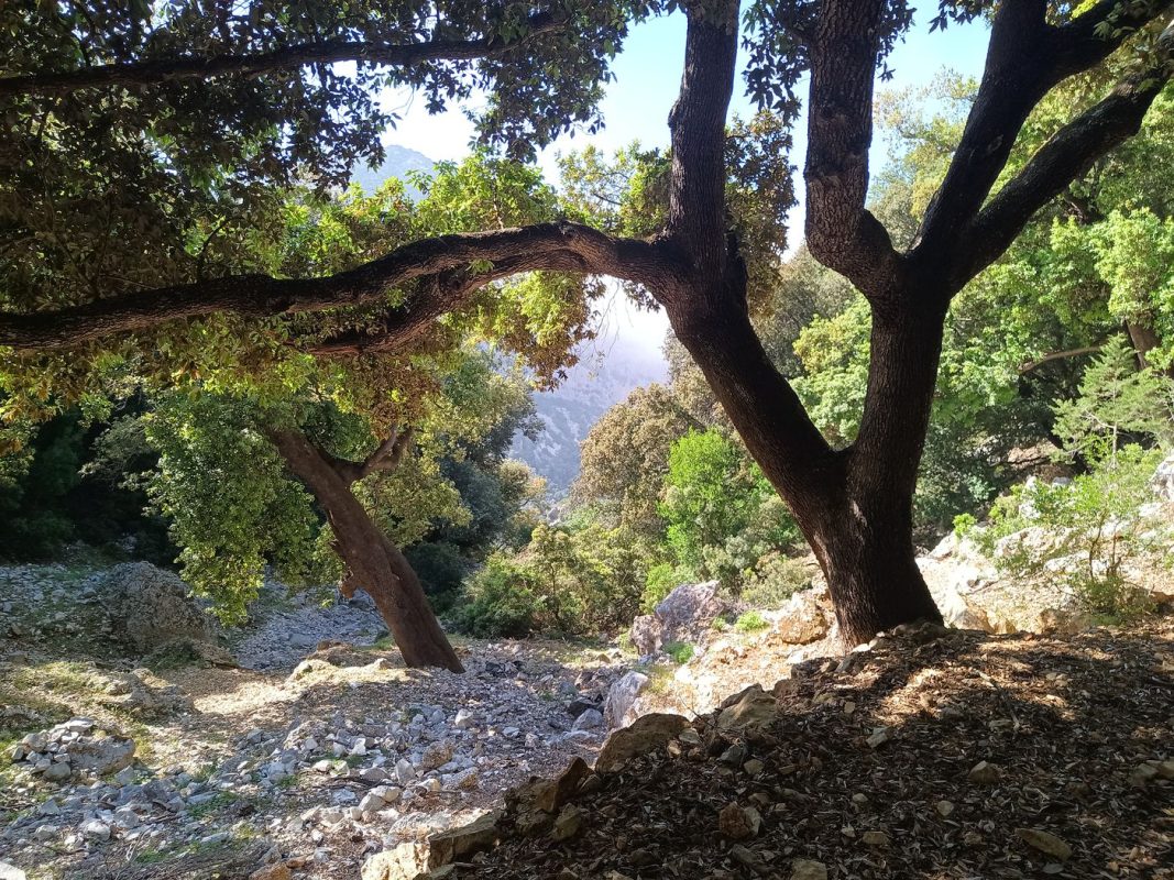 De beau arbres sur la descente !