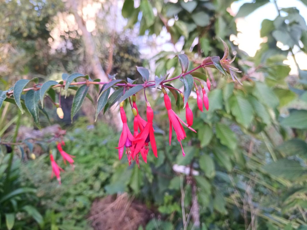 Fuchsia comestible